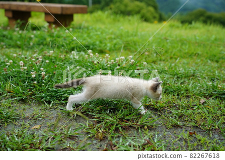 A cute stray cat kitten with blue eyes is not afraid of water and plays in the grass A cute stray cat kitten with blue eyes is not afraid of water and plays in the grass 82267618