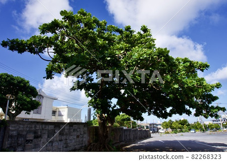 A big tree seen in the parking lot of Miyakojima, Okinawa 82268323