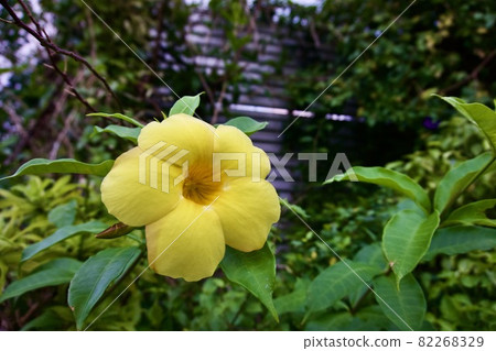 沖繩縣宮古島 Allamanda 花 82268329