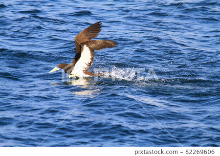 Boobies diving to the surface of the water to catch food 82269606