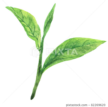 水彩茶葉 水彩茶葉 82269620