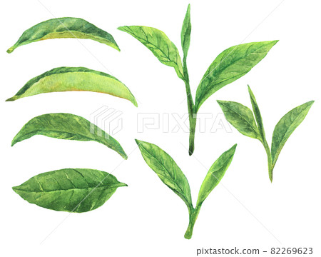 水彩抹茶葉素材合集2 82269623