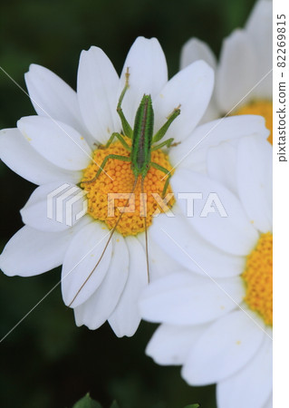 一隻蚱蜢站在小花瓣上 一隻蚱蜢站在小花瓣上 82269815