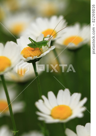 一隻蚱蜢站在小花瓣上 一隻蚱蜢站在小花瓣上 82269816