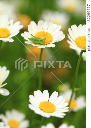 A grasshopper standing still on a small petal 82269817