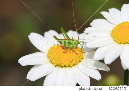 一隻蚱蜢站在小花瓣上 一隻蚱蜢站在小花瓣上 82269825