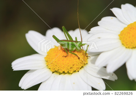 一隻蚱蜢站在小花瓣上 一隻蚱蜢站在小花瓣上 82269826