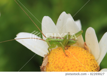 一隻蚱蜢站在小花瓣上 一隻蚱蜢站在小花瓣上 82269827