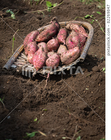 Autumn tradition, freshly dug sweet potatoes 82269847