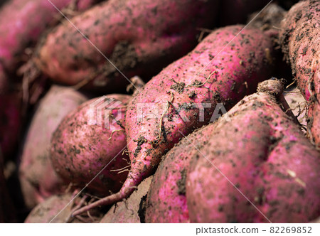 Autumn tradition, freshly dug sweet potatoes 82269852