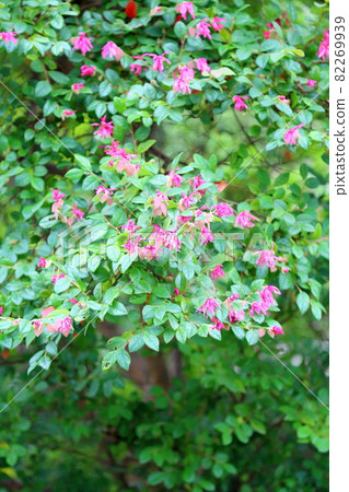 Akabanatokiwamansaku flower 82269939