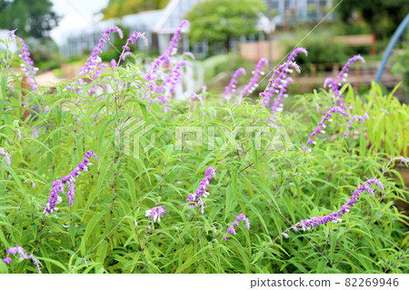 Salvia leucansa flowers Salvia leucansa flowers 82269946