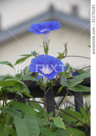 喇叭花 喇叭花 82270285