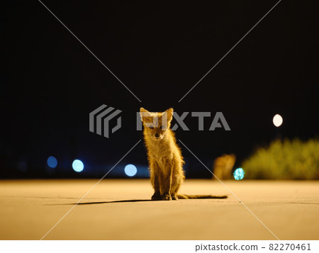 Red fox at night 82270461