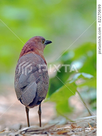 日本夜鷺_20080524_0159 82270699