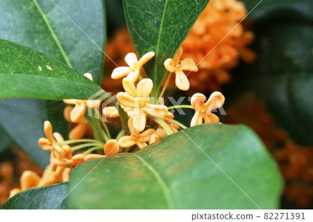 A close-up shot of the Kinmokusei flower A close-up shot of the Kinmokusei flower 82271391