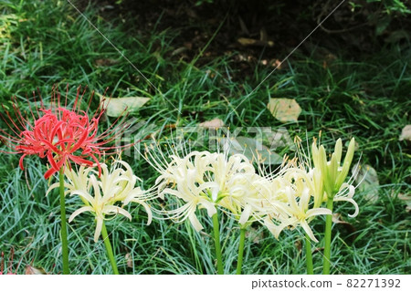 Taraxacum albidum (white flower cluster amaryllis) begins to bloom Taraxacum albidum (white flower cluster amaryllis) begins to bloom 82271392
