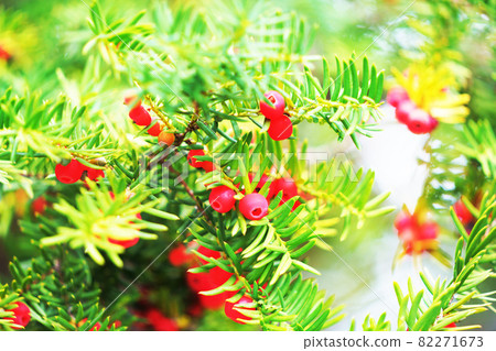 Yew tree onco red fruit plant Yew tree onco red fruit plant 82271673