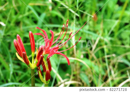 簇孤挺花(cluster amaryllis)開始開花,一朵花 簇孤挺花(cluster amaryllis)開始開花,一朵花 82271728