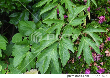 明日葉（明日之葉） 82271823