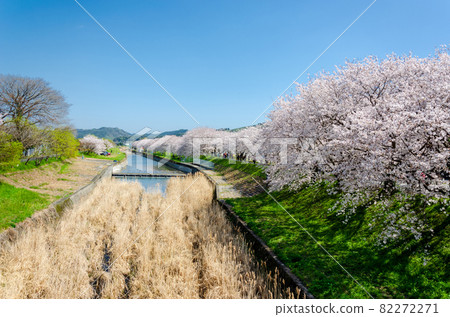 在Nagawa的櫻花樹 82272271