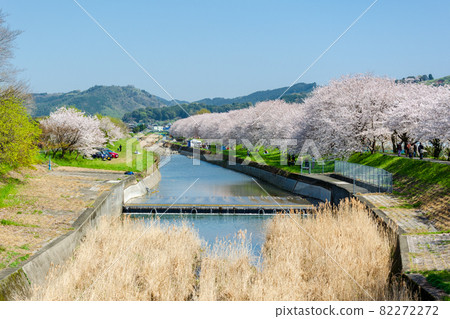 在Nagawa的櫻花樹 在Nagawa的櫻花樹 82272272