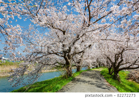 在Nagawa的櫻花樹 82272273