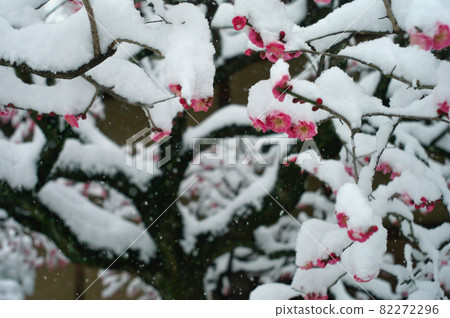早春的雪 早春的雪 82272296