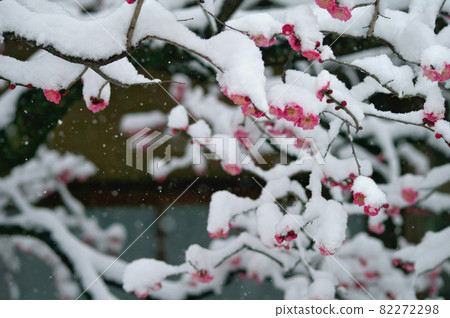 早春的雪 早春的雪 82272298