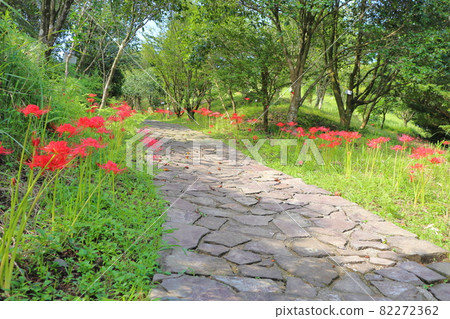 Cluster amaryllis and cobblestone Cluster amaryllis and cobblestone 82272362