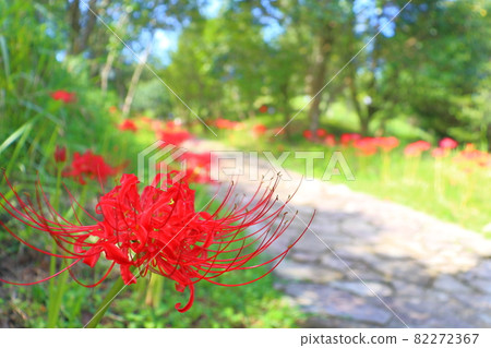 Cluster amaryllis and cobblestone 82272367