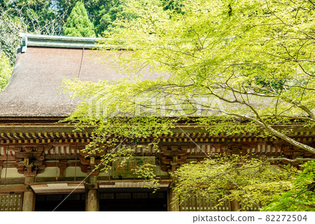 Kondo of Murouji Temple and fresh green blue maple in Uda City, Nara Prefecture Kondo of Murouji Temple and fresh green blue maple in Uda City, Nara Prefecture 82272504