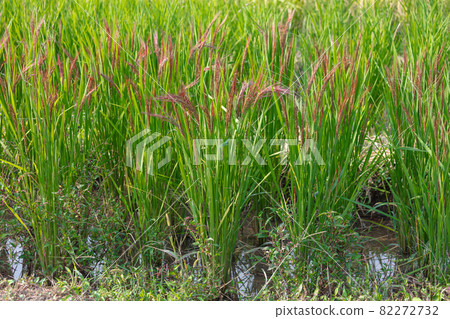 Drawstring bullet ancient rice 82272732