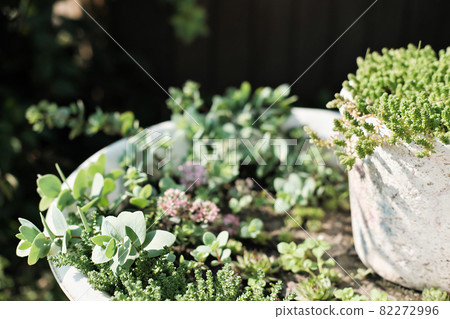 succulent plants composition in a flower pots in backyard. succulents under the sunlight. garden easy to care and drought tolerant plants succulent plants composition in a flower pots in backyard. succulents under the sunlight. garden easy to care and drought tolerant plants 82272996