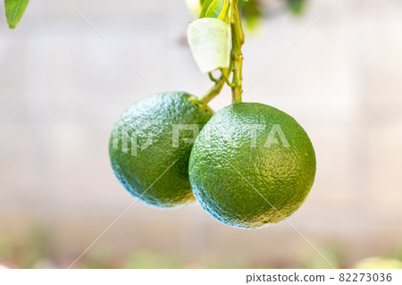 未成熟的柑橘類水果 82273036