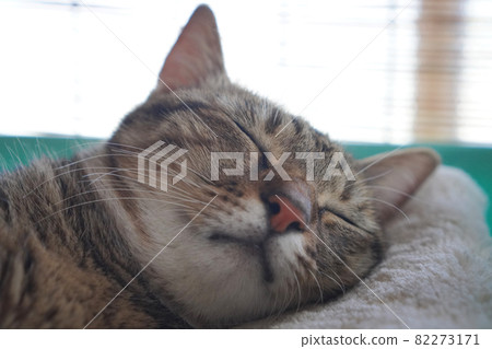 Sleeping Kijitora 82273171
