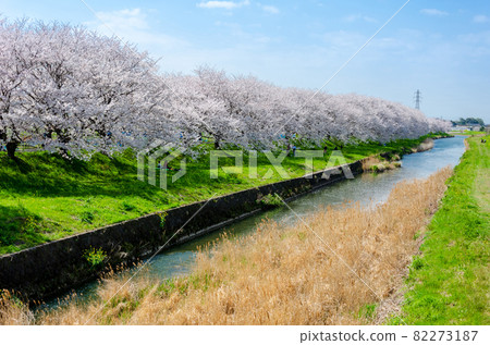 Cherry blossom trees in Nagawa 82273187