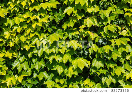Green Ivy wall background 82273556