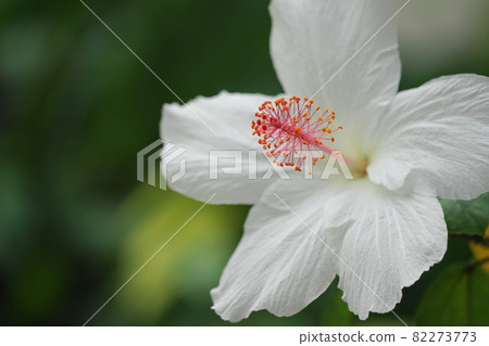 九月調布 1074 芙蓉、錦葵科、大溫室、都立神代植物園 九月調布 1074 芙蓉、錦葵科、大溫室、都立神代植物園 82273773