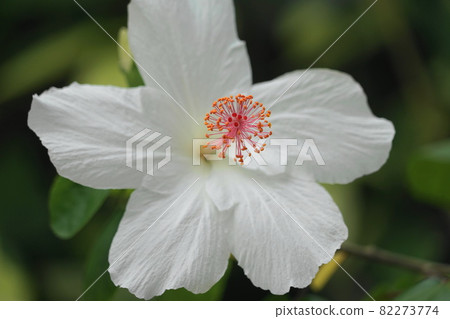 九月調布 1072 芙蓉、錦葵科、大溫室、都立神代植物園 82273774