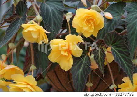 September Chofu 1069 Begonia, Begoniaceae, Greenhouse, Jindai Botanical Garden 82273782