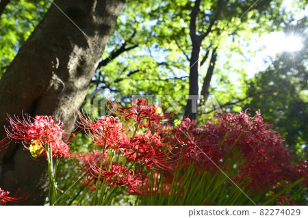Cluster amaryllis Cluster amaryllis 82274029