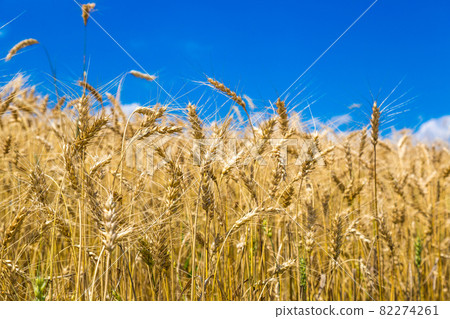 A wheat field 82274261