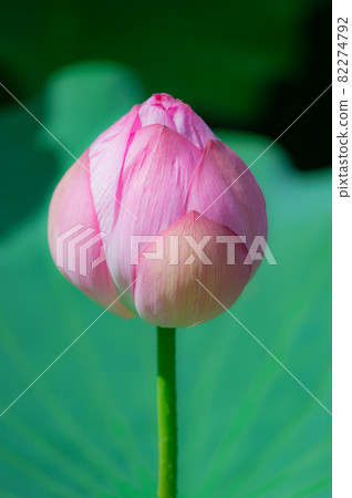 Lotus flowers blooming in Shinobazu Pond in Ueno, Taito-ku, Tokyo 82274792