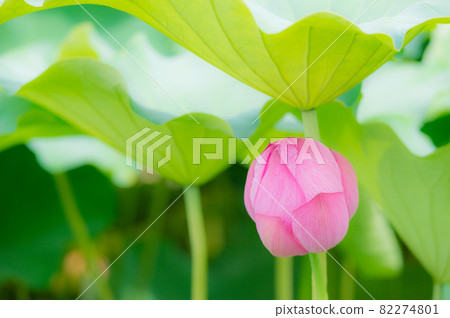 Lotus flowers blooming in Shinobazu Pond in Ueno, Taito-ku, Tokyo 82274801