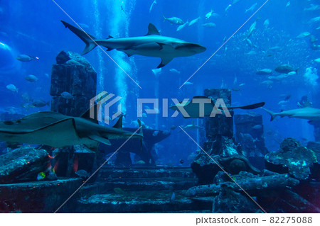Large aquarium  in Dubai 82275088