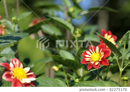 達利亞盛開 82275178