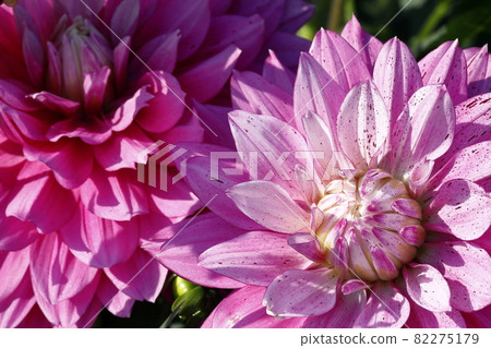 達利亞盛開 82275179