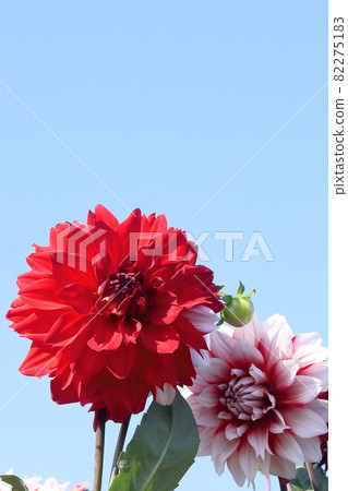 達利亞盛開 82275183