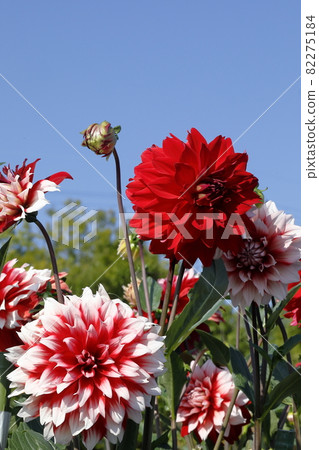 達利亞盛開 達利亞盛開 82275184